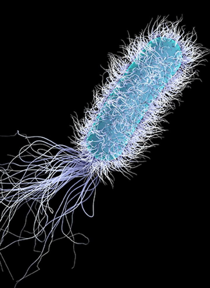 La légionelle sous le microscope | légionellose eau